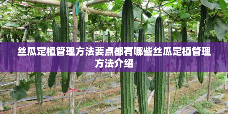 丝瓜定植管理方法要点都有哪些丝瓜定植管理方法介绍