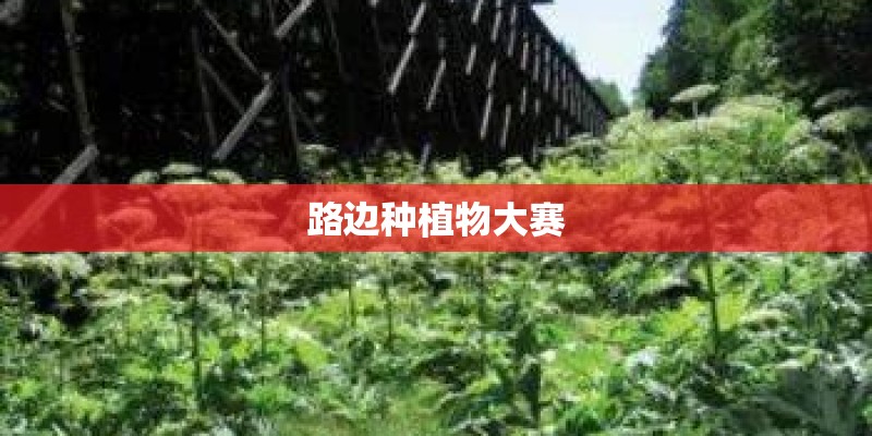 路边种植物大赛