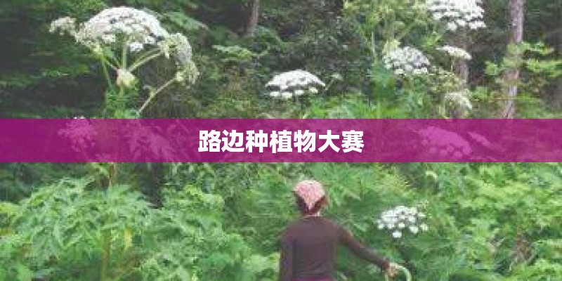 路边种植物大赛