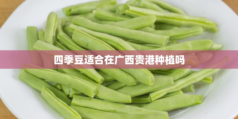 四季豆适合在广西贵港种植吗
