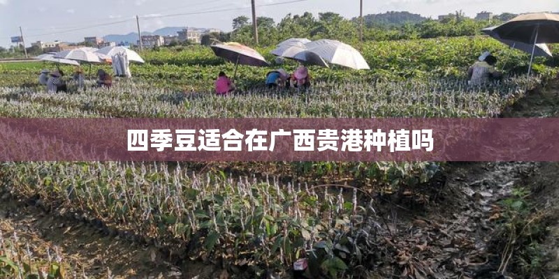 四季豆适合在广西贵港种植吗