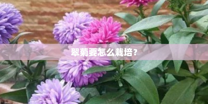 翠菊要怎么栽培？