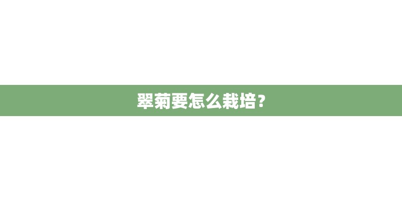翠菊要怎么栽培？