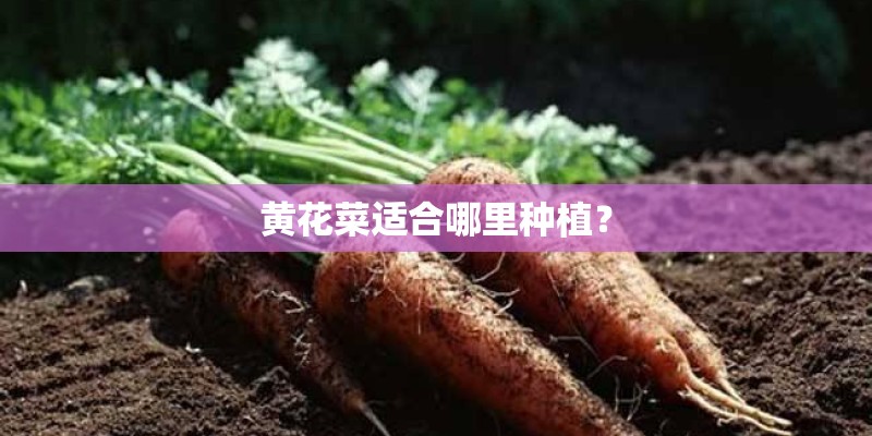 黄花菜适合哪里种植？