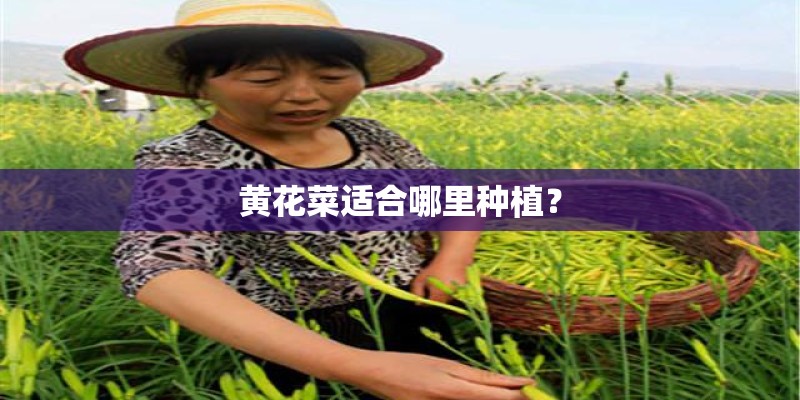 黄花菜适合哪里种植？