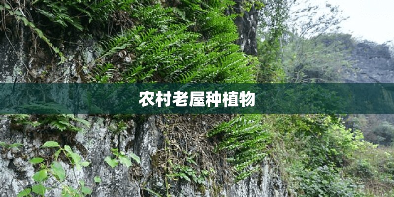 农村老屋种植物