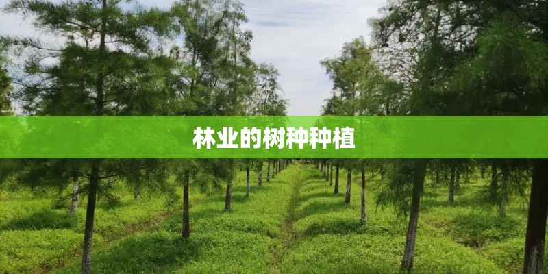 林业的树种种植