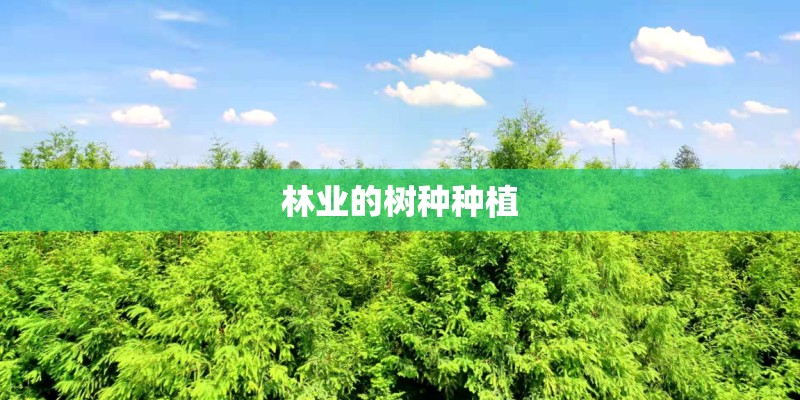 林业的树种种植