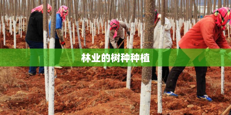 林业的树种种植