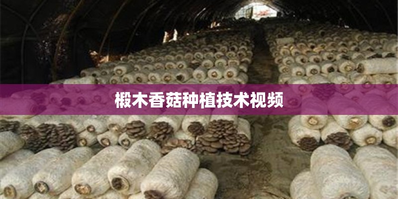 椴木香菇种植技术视频