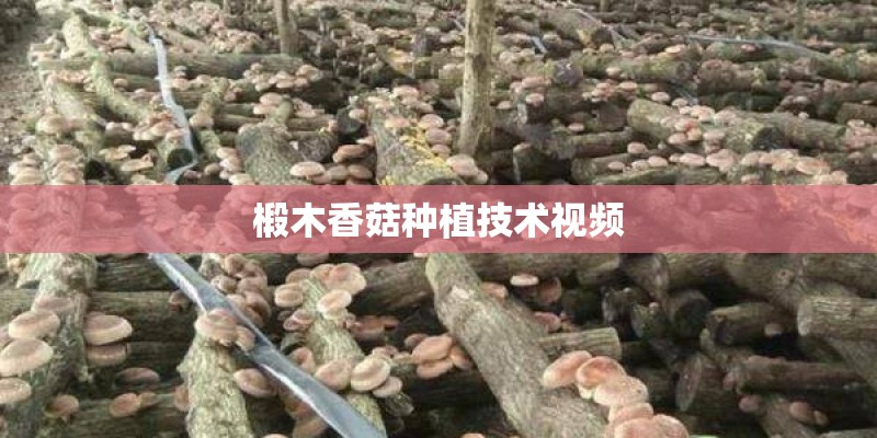 椴木香菇种植技术视频