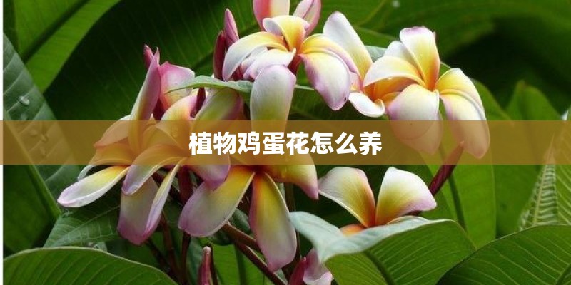 植物鸡蛋花怎么养