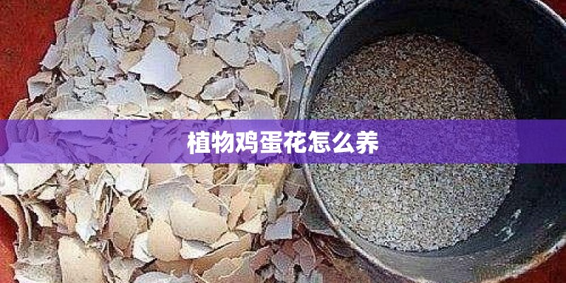 植物鸡蛋花怎么养