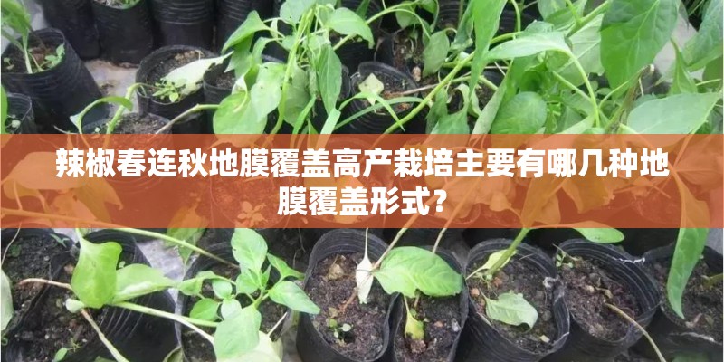 辣椒春连秋地膜覆盖高产栽培主要有哪几种地膜覆盖形式？