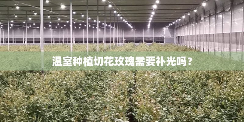 温室种植切花玫瑰需要补光吗？