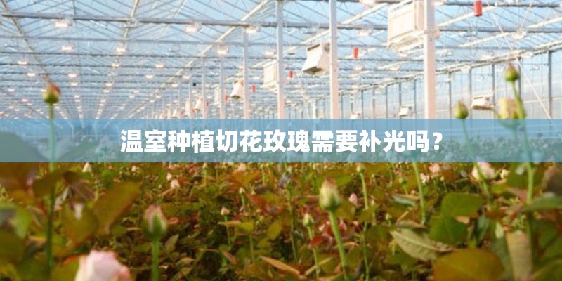 温室种植切花玫瑰需要补光吗？