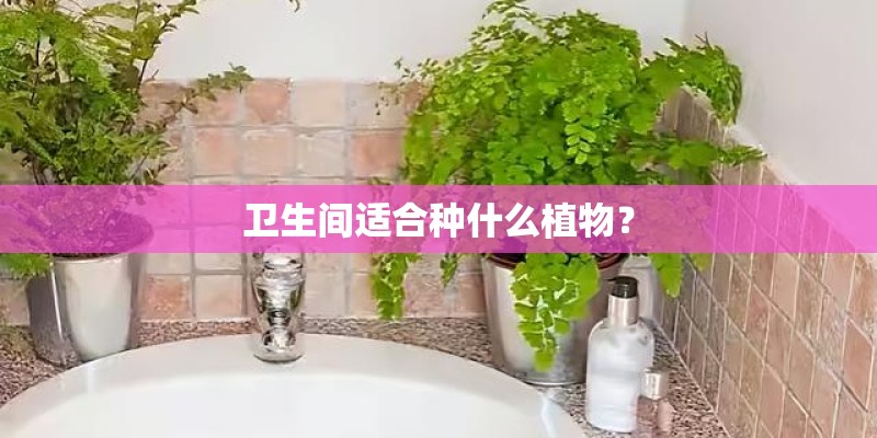卫生间适合种什么植物？