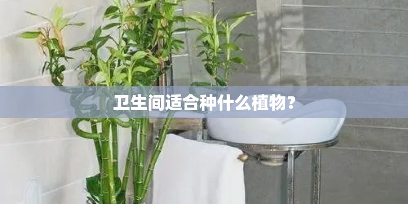 卫生间适合种什么植物？