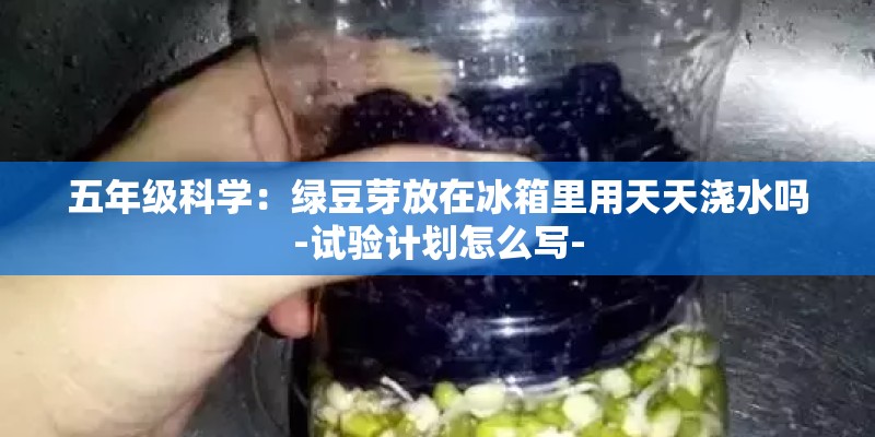 五年级科学：绿豆芽放在冰箱里用天天浇水吗-试验计划怎么写-