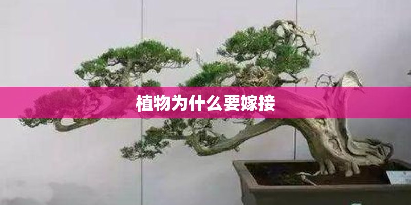 植物为什么要嫁接