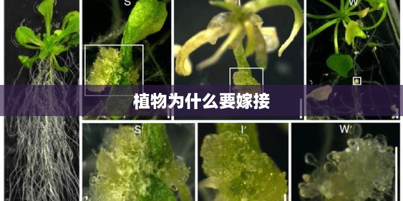 植物为什么要嫁接