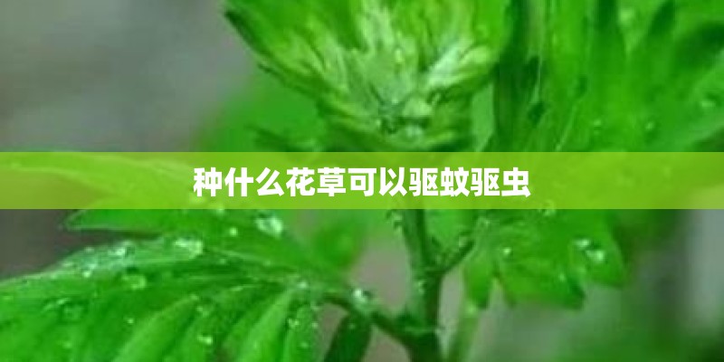 种什么花草可以驱蚊驱虫