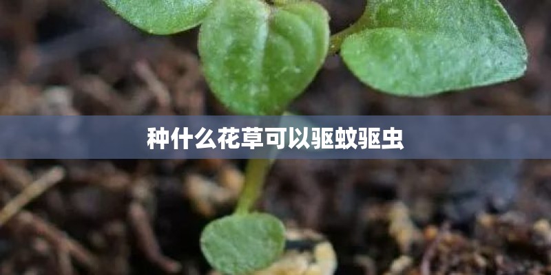 种什么花草可以驱蚊驱虫