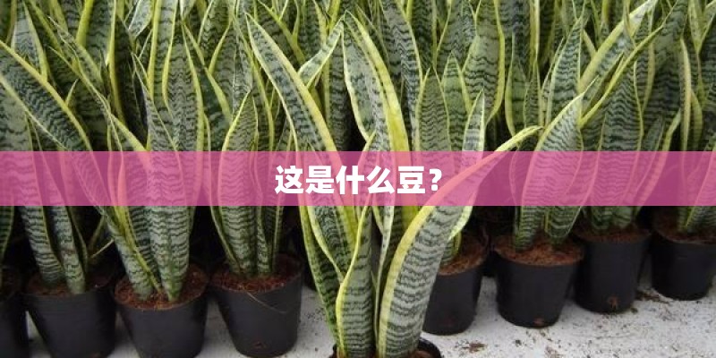 这是什么豆？