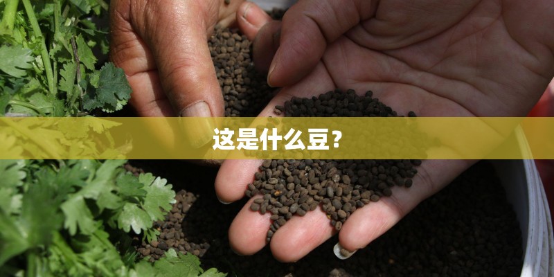 这是什么豆？
