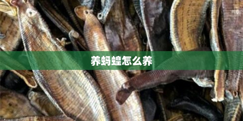 养蚂蝗怎么养