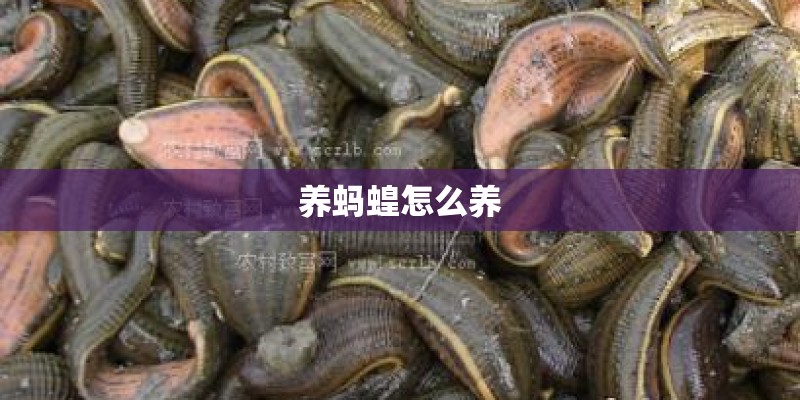 养蚂蝗怎么养
