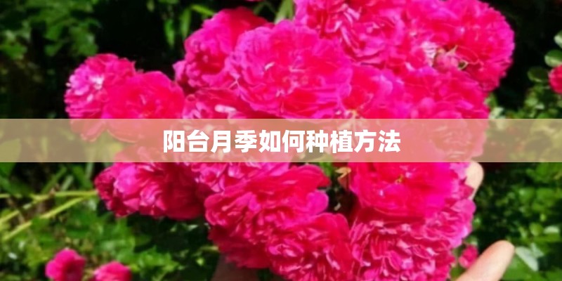 阳台月季如何种植方法