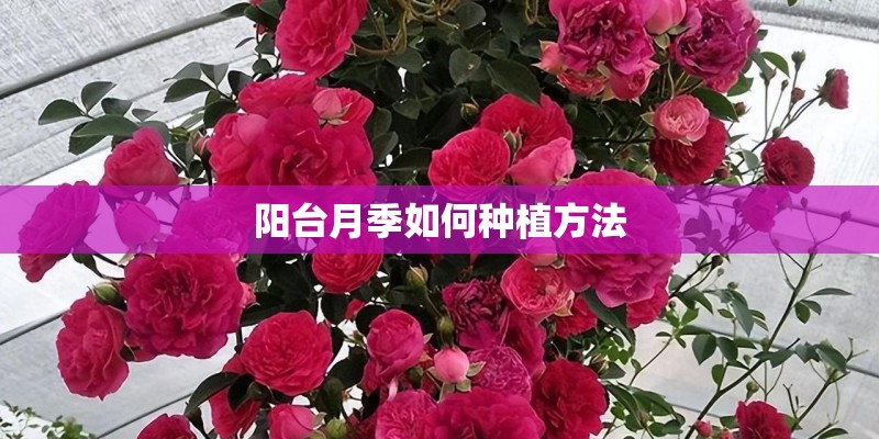 阳台月季如何种植方法