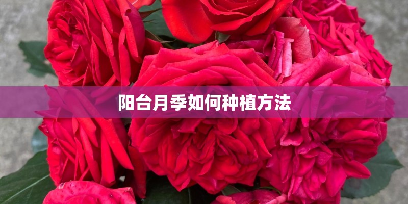 阳台月季如何种植方法