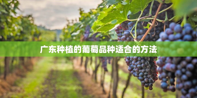 广东种植的葡萄品种适合的方法