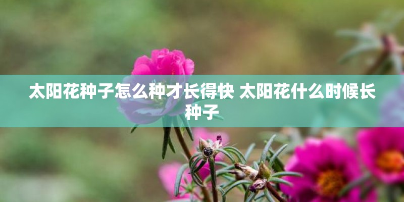太阳花种子怎么种才长得快 太阳花什么时候长种子