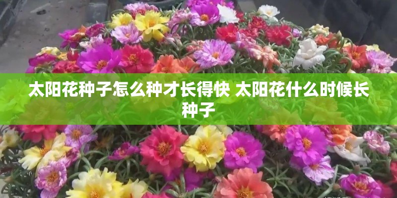 太阳花种子怎么种才长得快 太阳花什么时候长种子