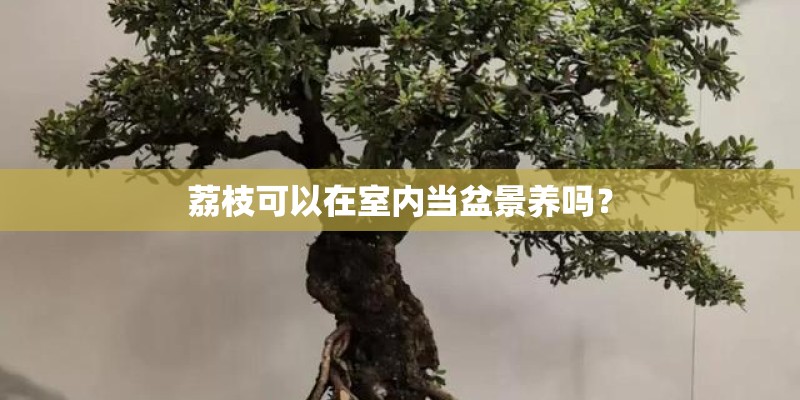 荔枝可以在室内当盆景养吗？