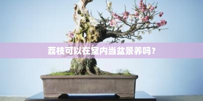 荔枝可以在室内当盆景养吗？