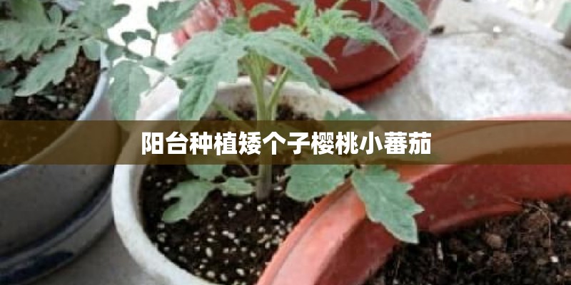 阳台种植矮个子樱桃小蕃茄