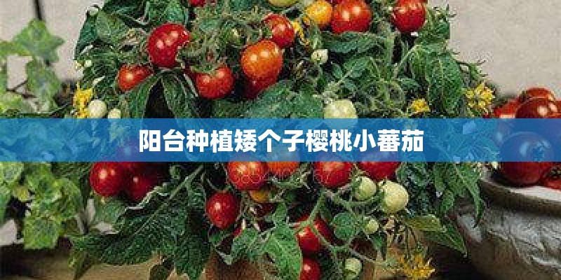 阳台种植矮个子樱桃小蕃茄