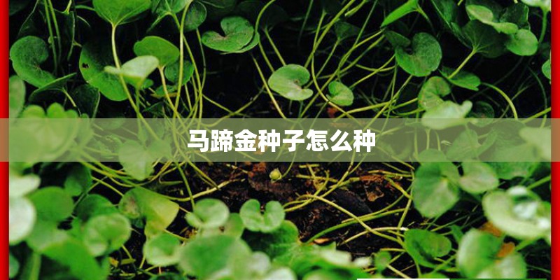 马蹄金种子怎么种