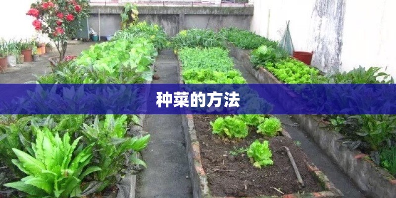 种菜的方法