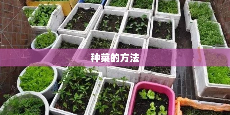 种菜的方法
