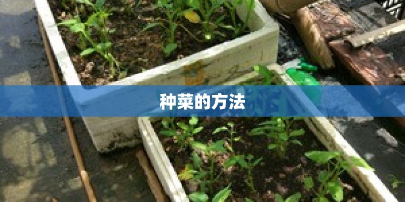 种菜的方法