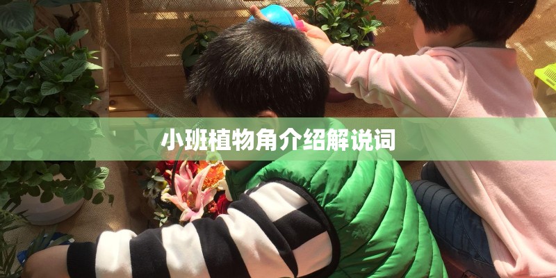 小班植物角介绍解说词