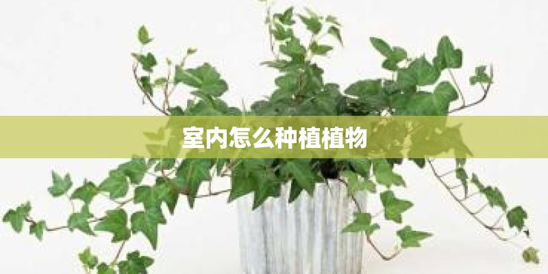 室内怎么种植植物