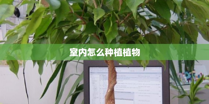 室内怎么种植植物