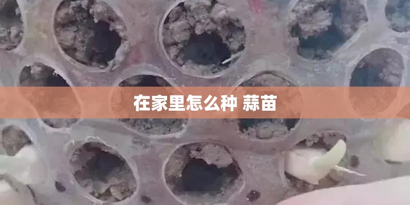 在家里怎么种 蒜苗
