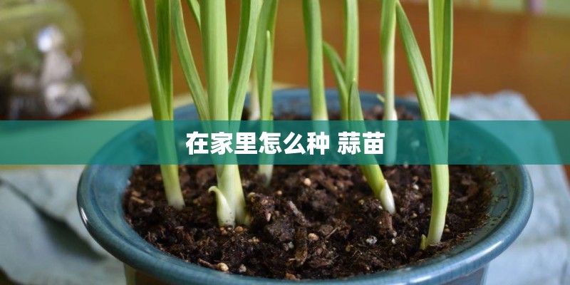 在家里怎么种 蒜苗